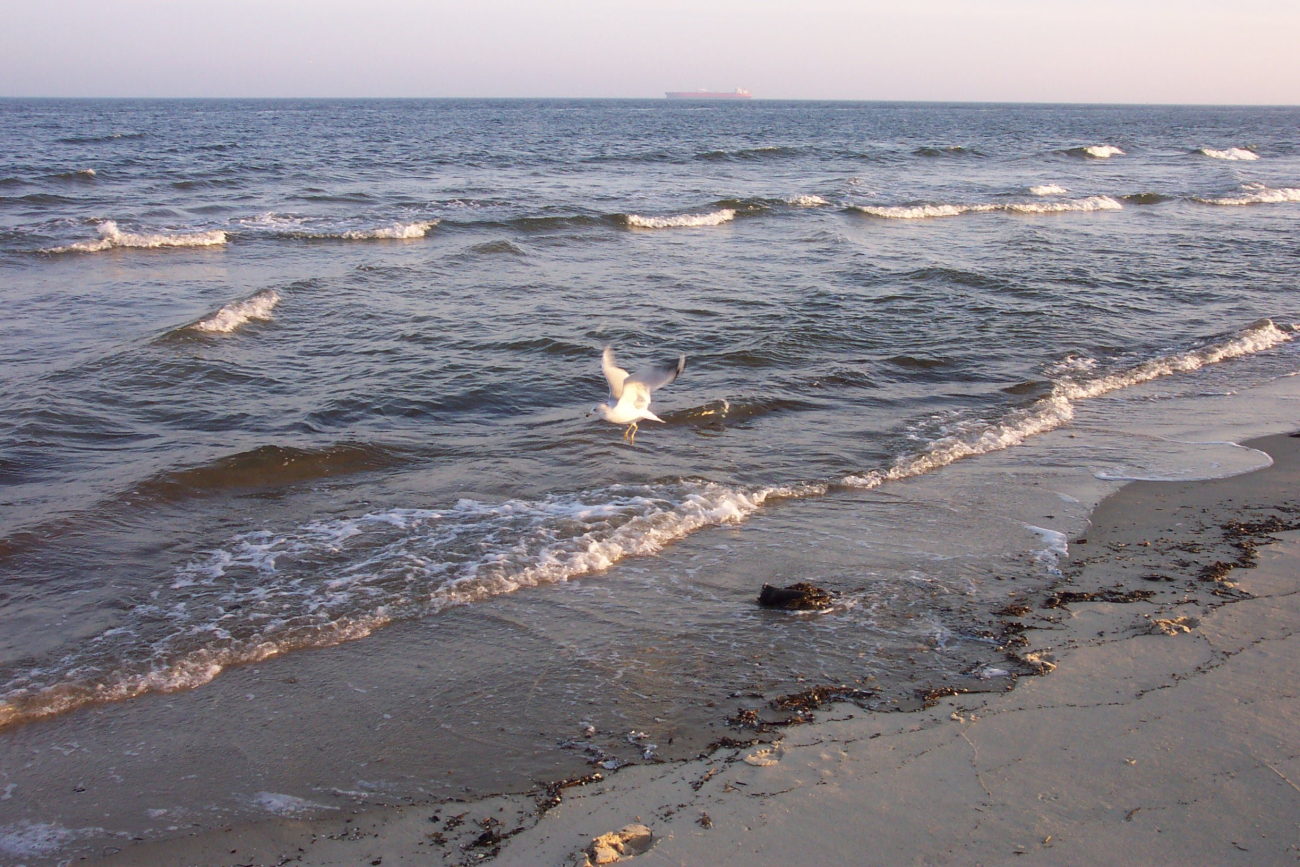 A single sea gull flying near the water's edge at Cape Henry line3453.jpg A single sea gull flying near the water's edge at Cape Henry