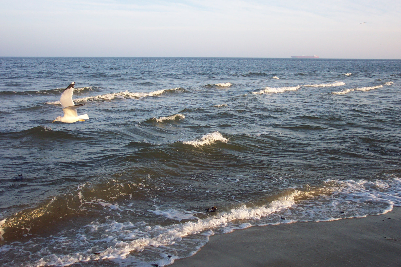 A single sea gull flying near the water's edge at Cape Henry line3454.jpg A single sea gull flying near the water's edge at Cape Henry