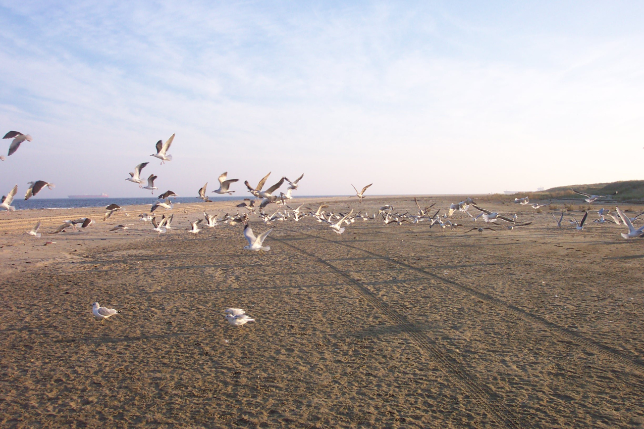 A flock of sea gulls taking off at Cape Henry line3455.jpg A flock of sea gulls taking off at Cape Henry