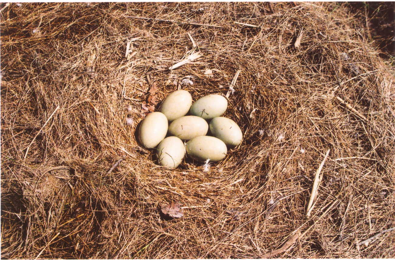 Mute swan eggs line3466.jpg Mute swan eggs