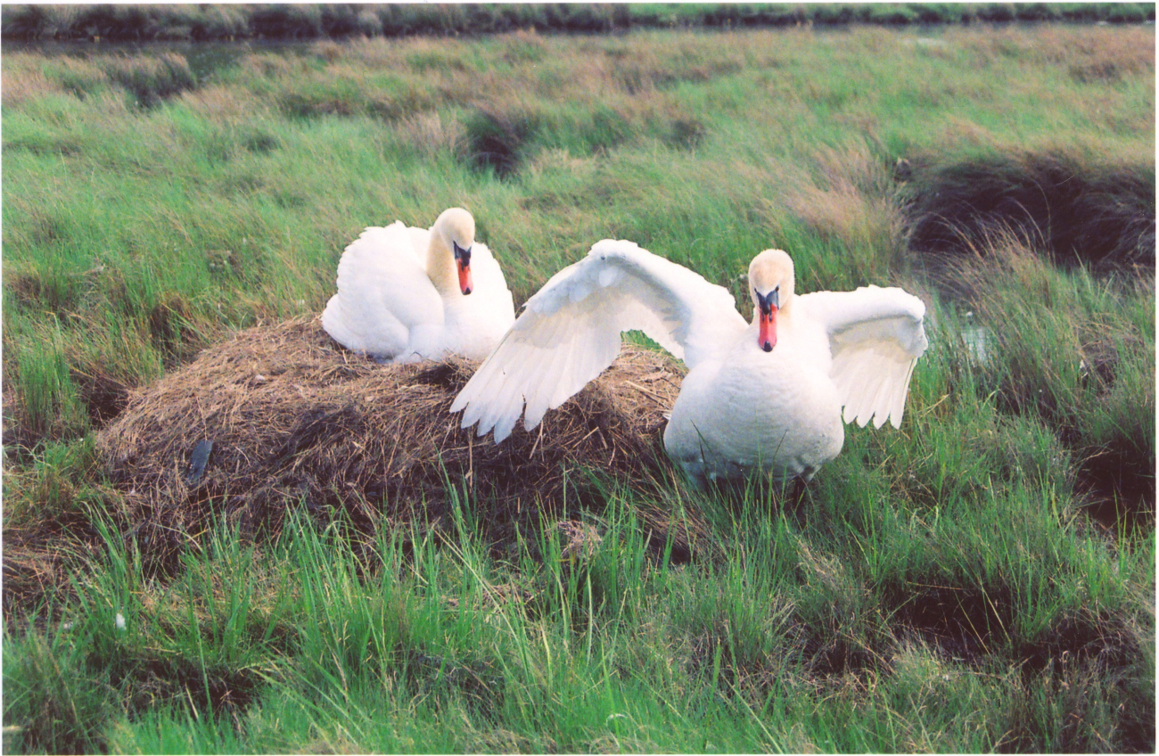 Mute swan guarding its nest in an agressive posture line3468.jpg Mute swan guarding its nest in an agressive posture
