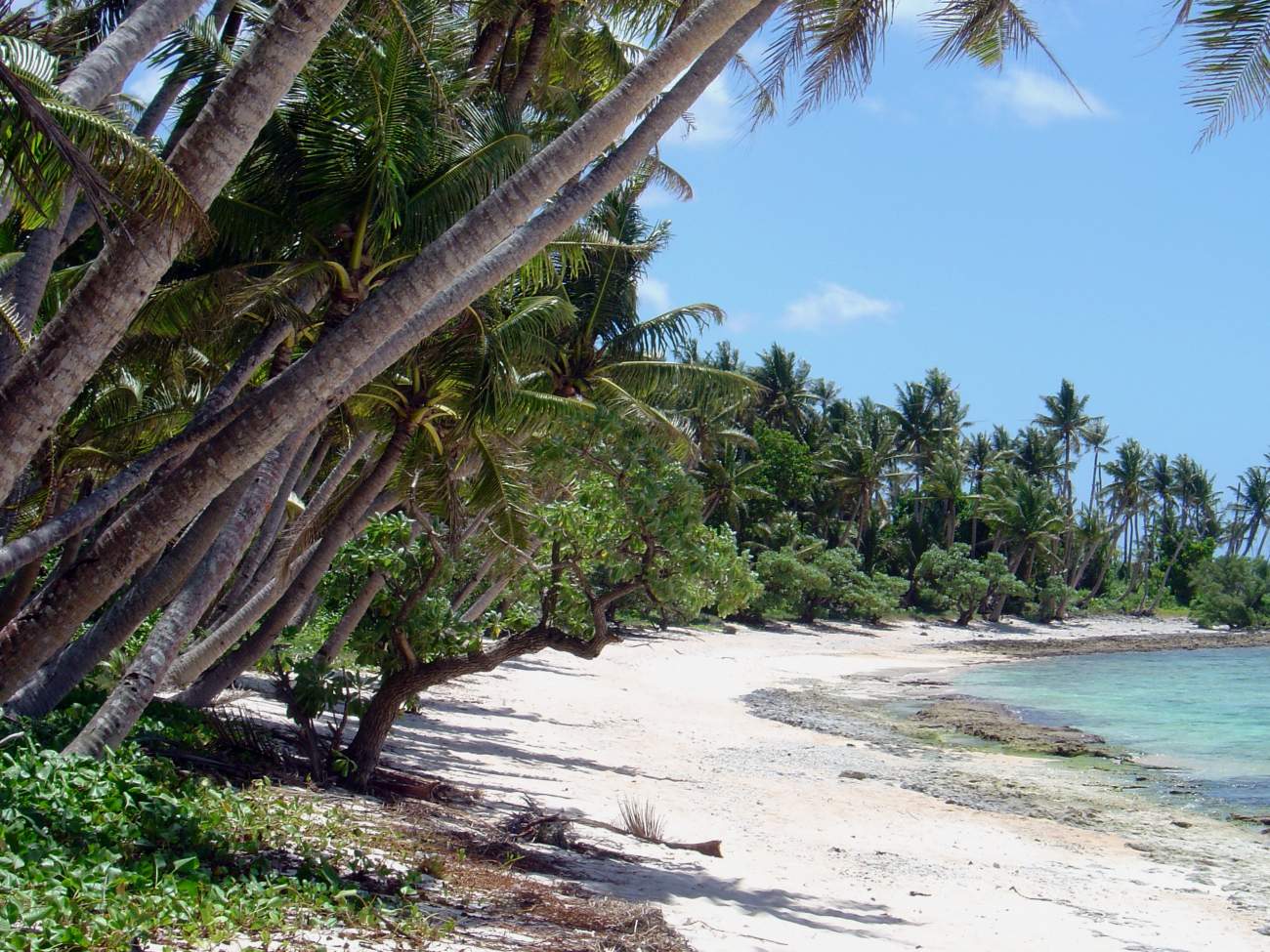 Palm trees hanging over a strip of coastal beach on Guam (Image credit: David Burdick) Palm trees hanging over a strip of coastal beach on Guam