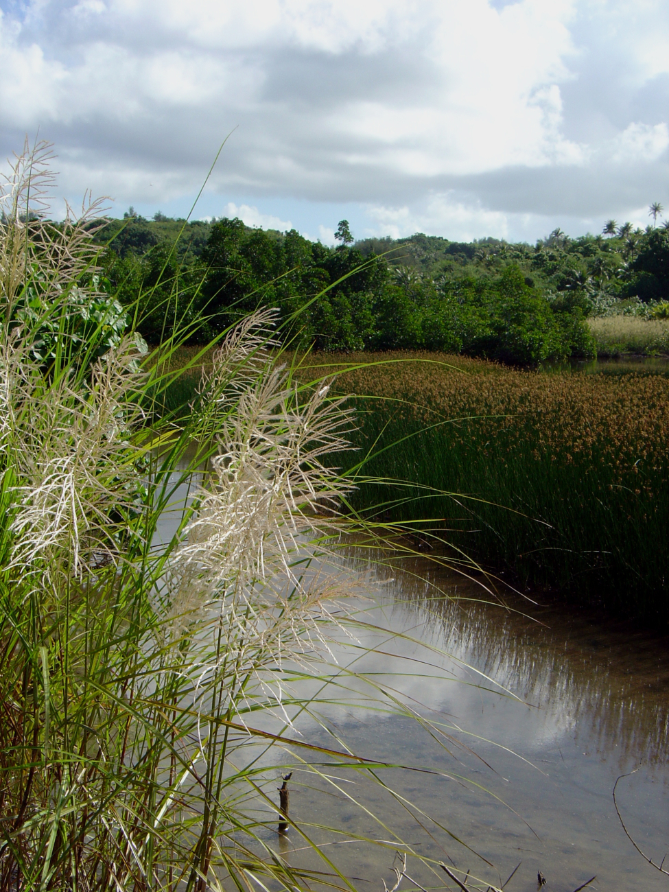 Phragmites marshland in wetlands of Guam (Image credit: David Burdick) Phragmites marshland in wetlands of Guam
