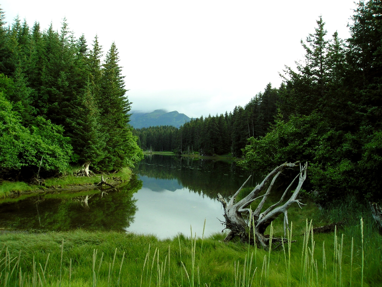 A tidal creek near the airport at Seldovia (Image credit: Dr. Terry McTigue) A tidal creek near the airport at Seldovia