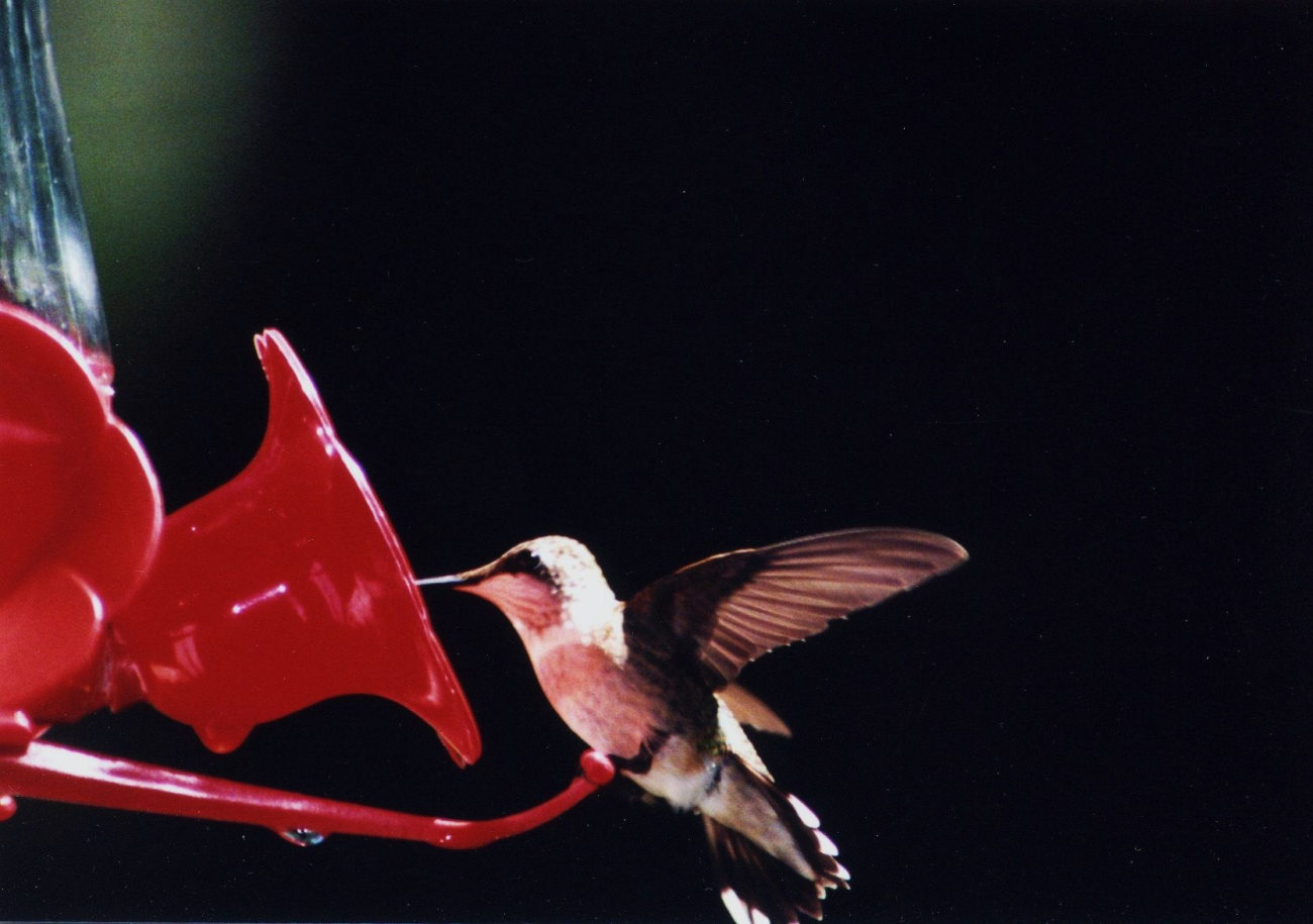 Hummingbird on a feeder (Image credit: Mary Hollinger) Hummingbird on a feeder