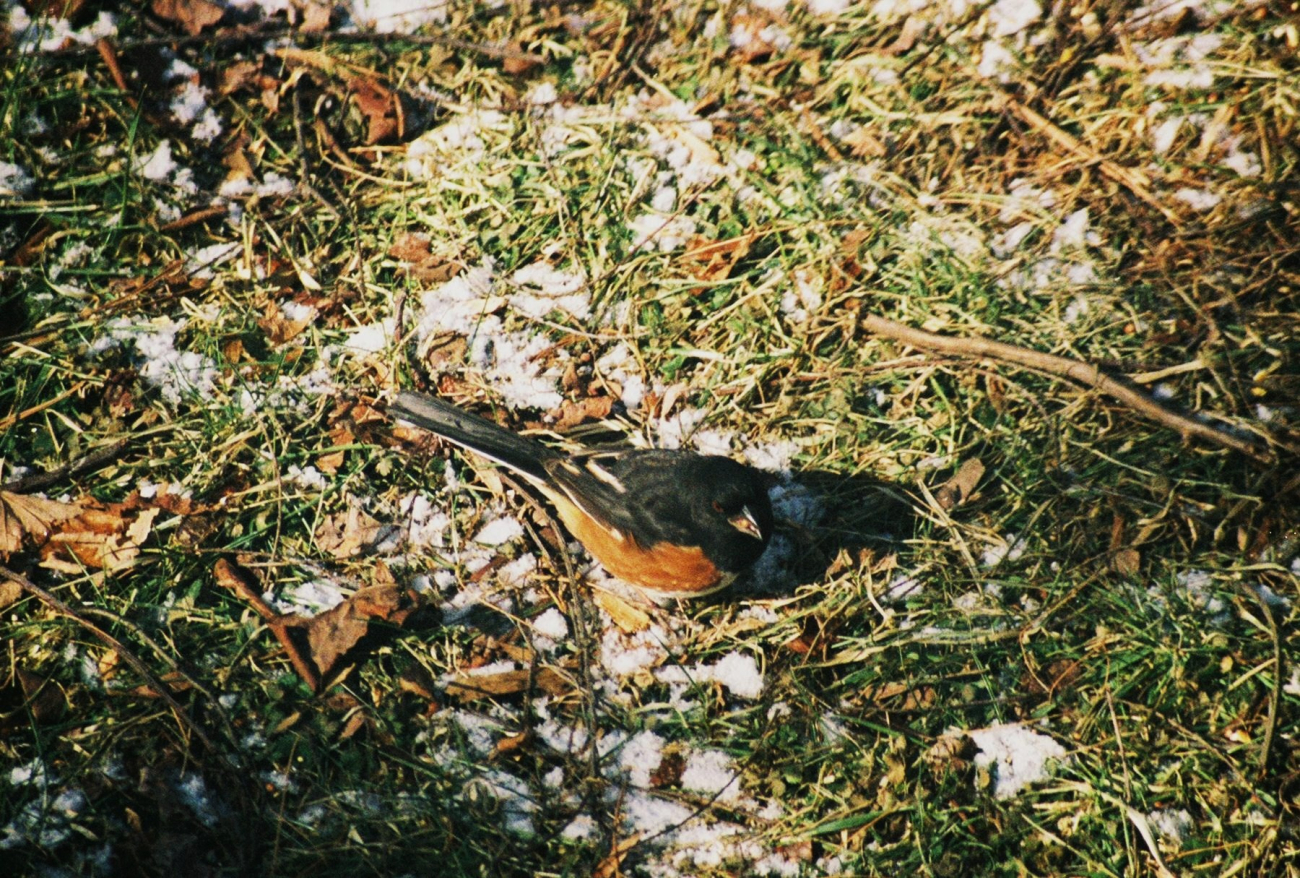 Eastern towhee (Pipilo erythrophthalmus) (Image credit: Mary Hollinger) Eastern towhee (Pipilo erythrophthalmus)