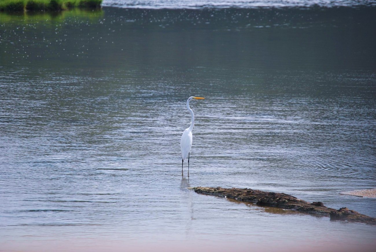 A great white egret or great egret (Ardea alba) on the Patuxent River (Image credit: Mary Hollinger) A great white egret or great egret (Ardea alba) on the Patuxent River
