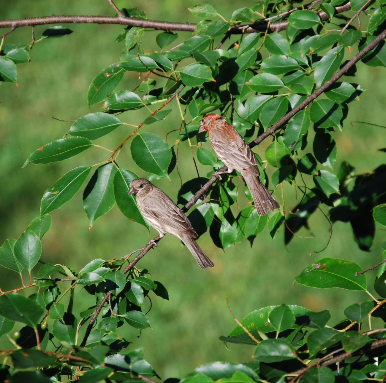 A pair of finches (species?) (Image credit: Mary Hollinger) A pair of finches (species?)
