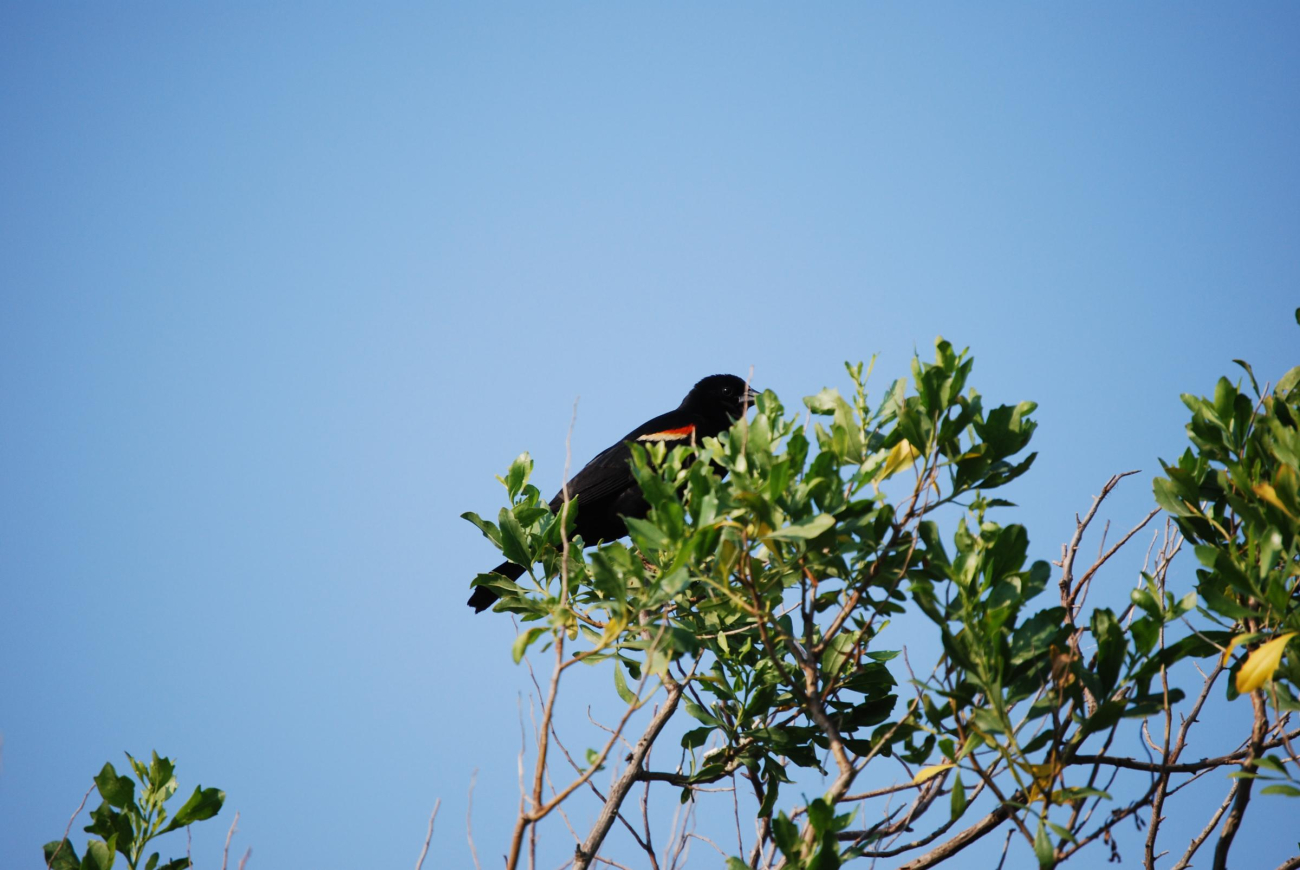 A redwinged blackbird seen at Parkers Creek (Image credit: Mary Hollinger) A redwinged blackbird seen at Parkers Creek