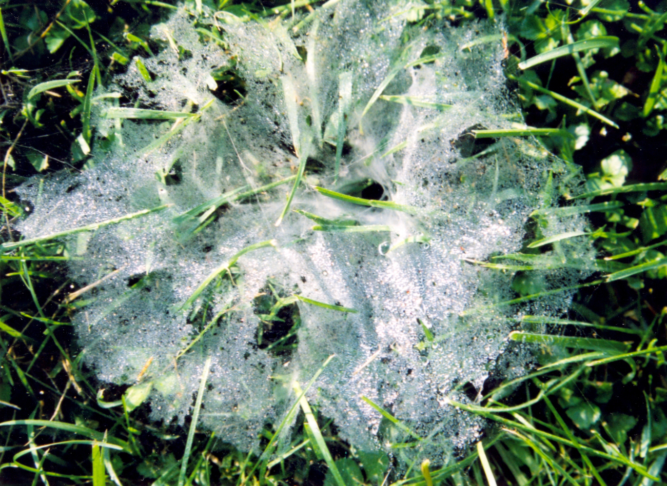 Morning dew on a large basket web (Image credit: Mary Hollinger) Morning dew on a large basket web