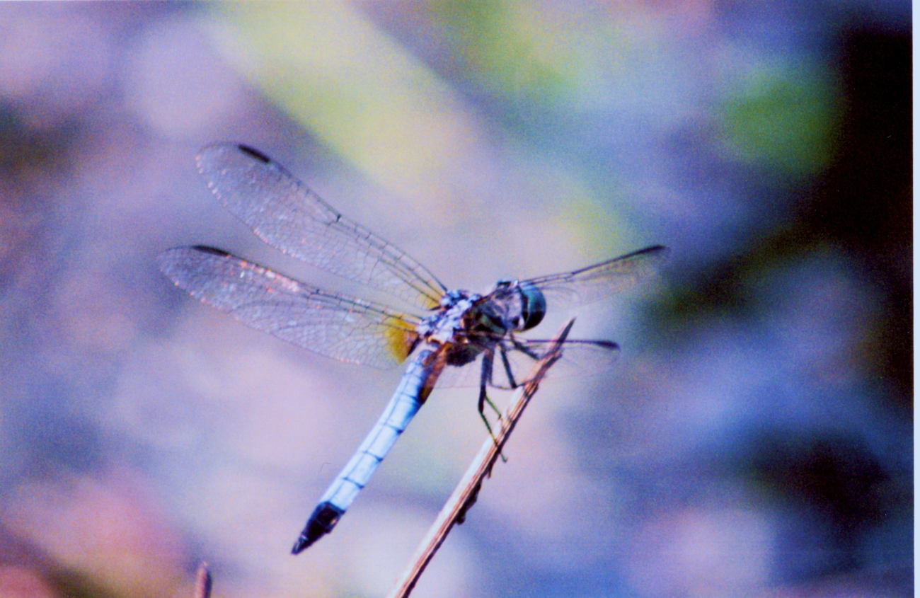 A dragonfly (Image credit: Mary Hollinger) A dragonfly