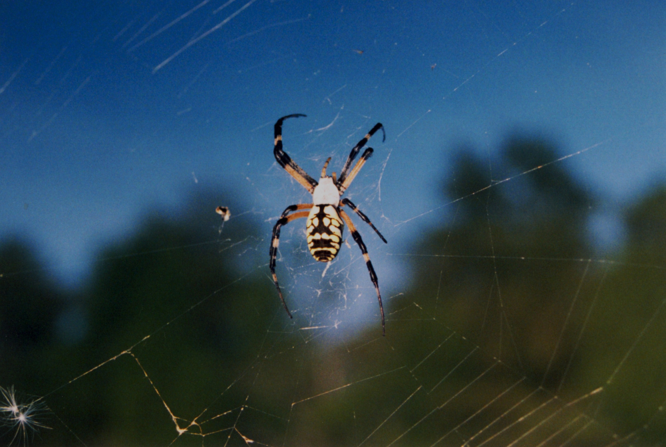 A large yellow and black spider with its web over a creek (Image credit: Mary Hollinger) A large yellow and black spider with its web over a creek
