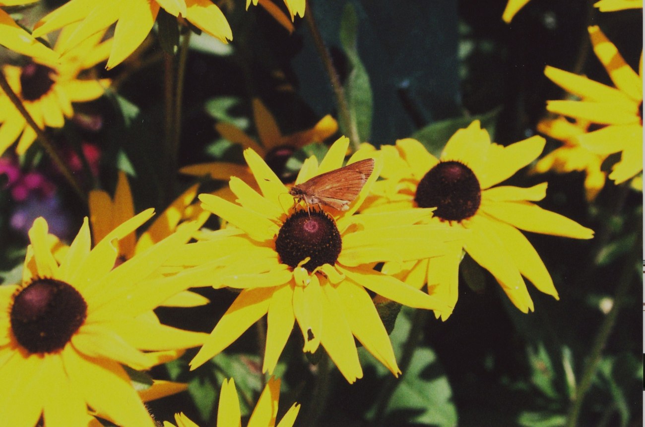 A skipper on brown-eyed susan flowers (Image credit: Mary Hollinger) A skipper on brown-eyed susan flowers