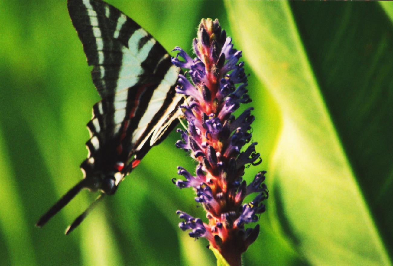A butterfly in pickerel weed marsh (Image credit: Mary Hollinger) A butterfly in pickerel weed marsh