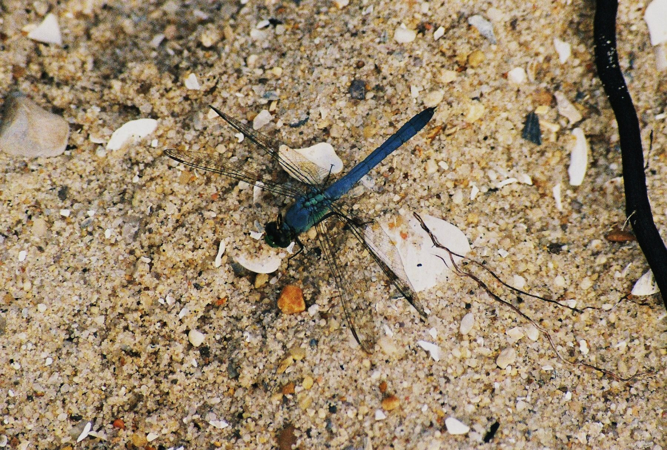 A blue damselfly out for a day at the beach (Image credit: Mary Hollinger) A blue damselfly out for a day at the beach