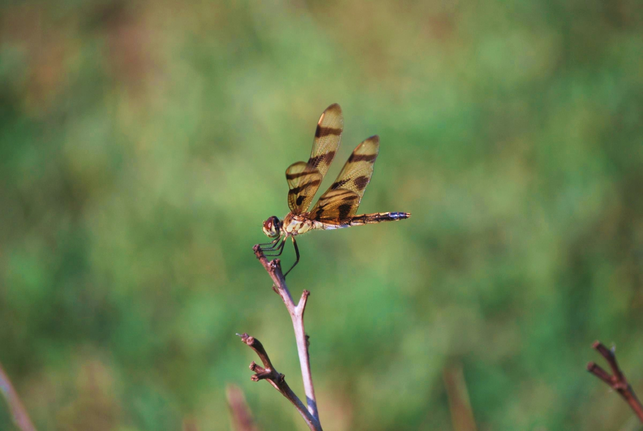 Dragonfly (Image credit: Mary Hollinger) Dragonfly