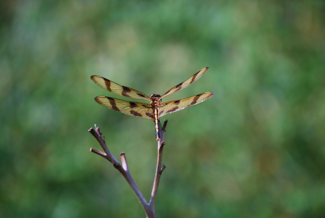 Dragonfly (Image credit: Mary Hollinger) Dragonfly