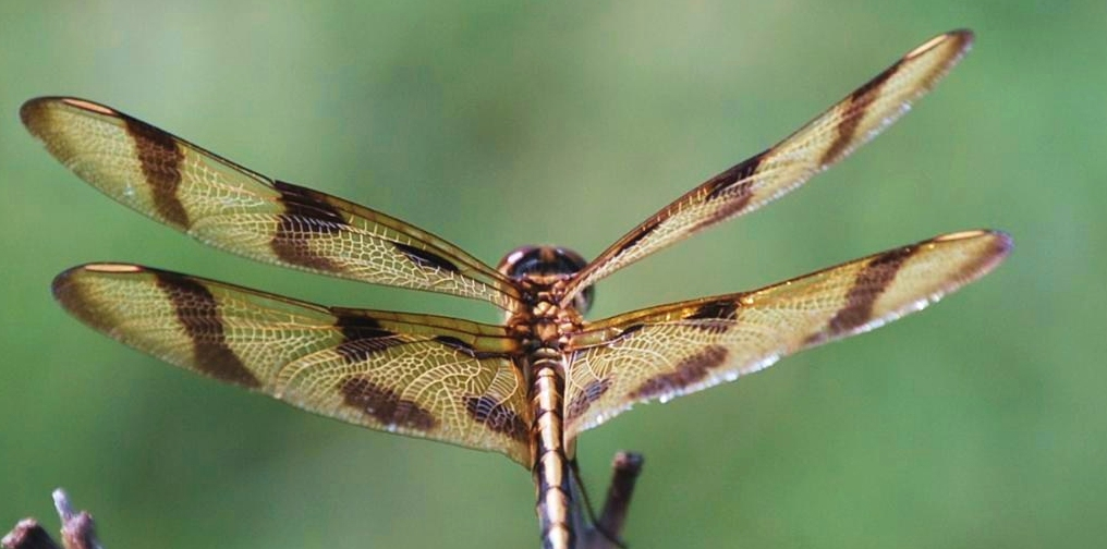 Dragonfly (Image credit: Mary Hollinger) Dragonfly