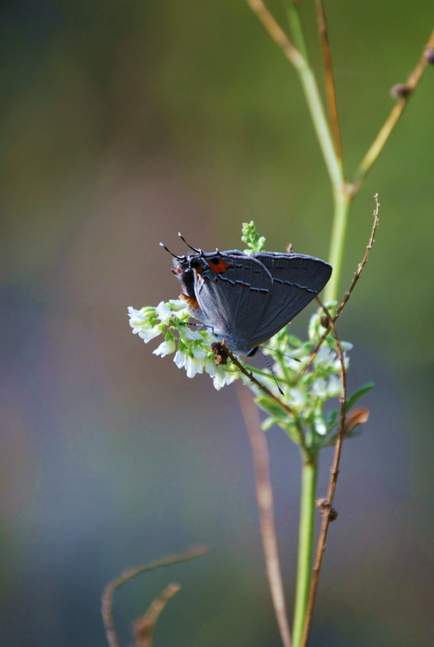 A skipper on vegetation in a Patuxent River tidal pond (Image credit: Mary Hollinger) A skipper on vegetation in a Patuxent River tidal pond