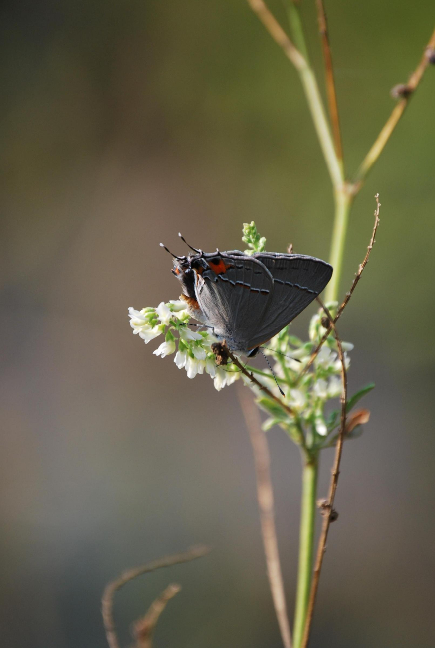 A skipper on vegetation in a Patuxent River tidal pond (Image credit: Mary Hollinger) A skipper on vegetation in a Patuxent River tidal pond