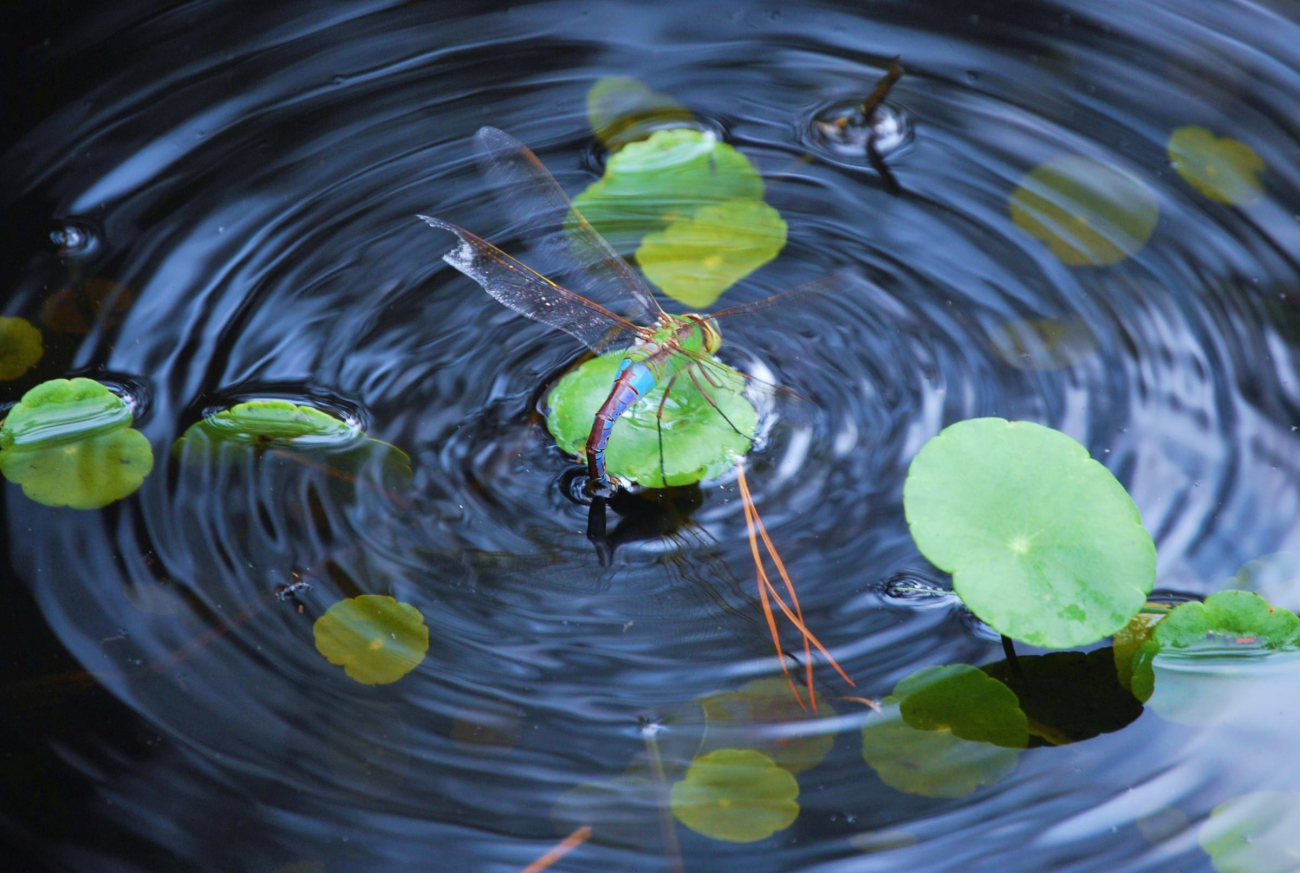 Dragonfly on a lily pad (Image credit: Mary Hollinger) Dragonfly on a lily pad