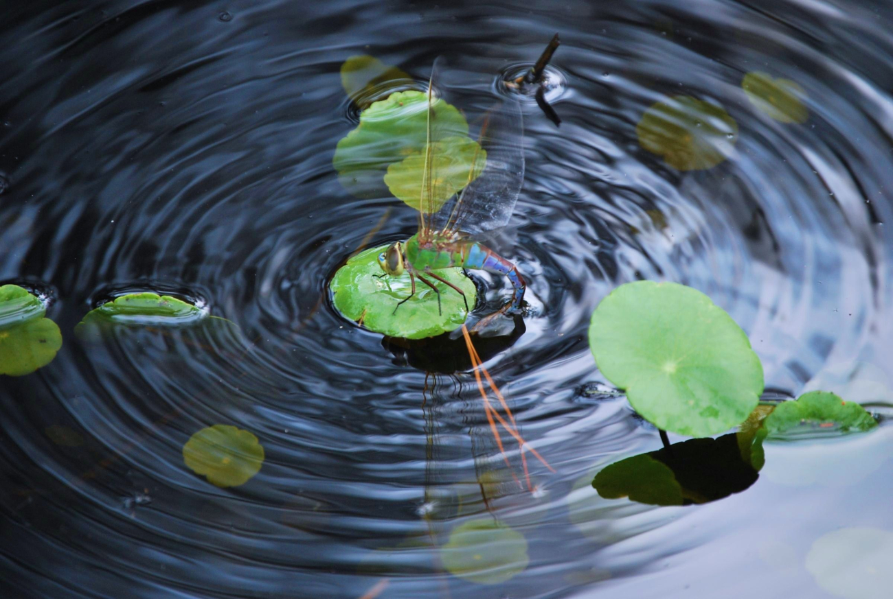 Dragonfly on a lily pad (Image credit: Mary Hollinger) Dragonfly on a lily pad