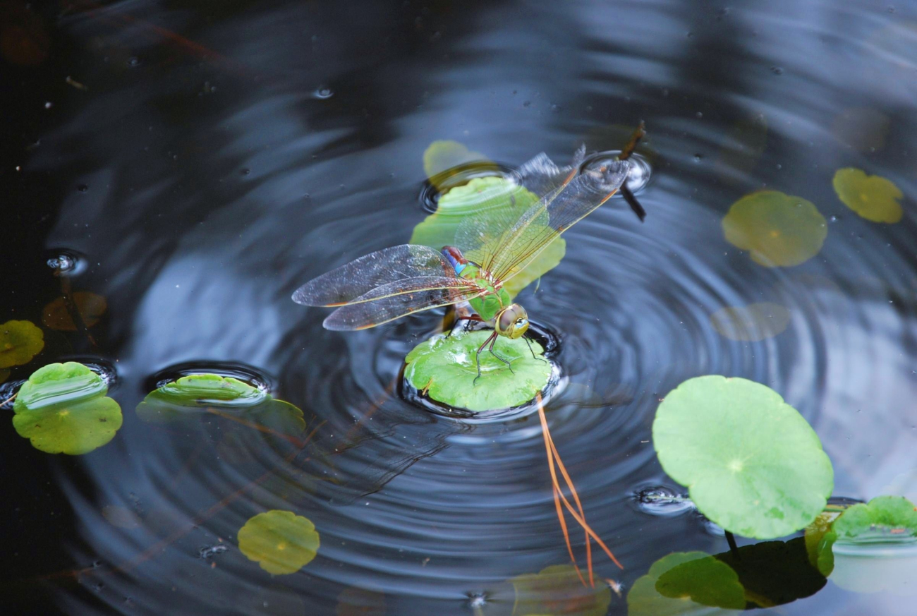 Dragonfly in a Patuxent River marsh (Image credit: Mary Hollinger) Dragonfly in a Patuxent River marsh