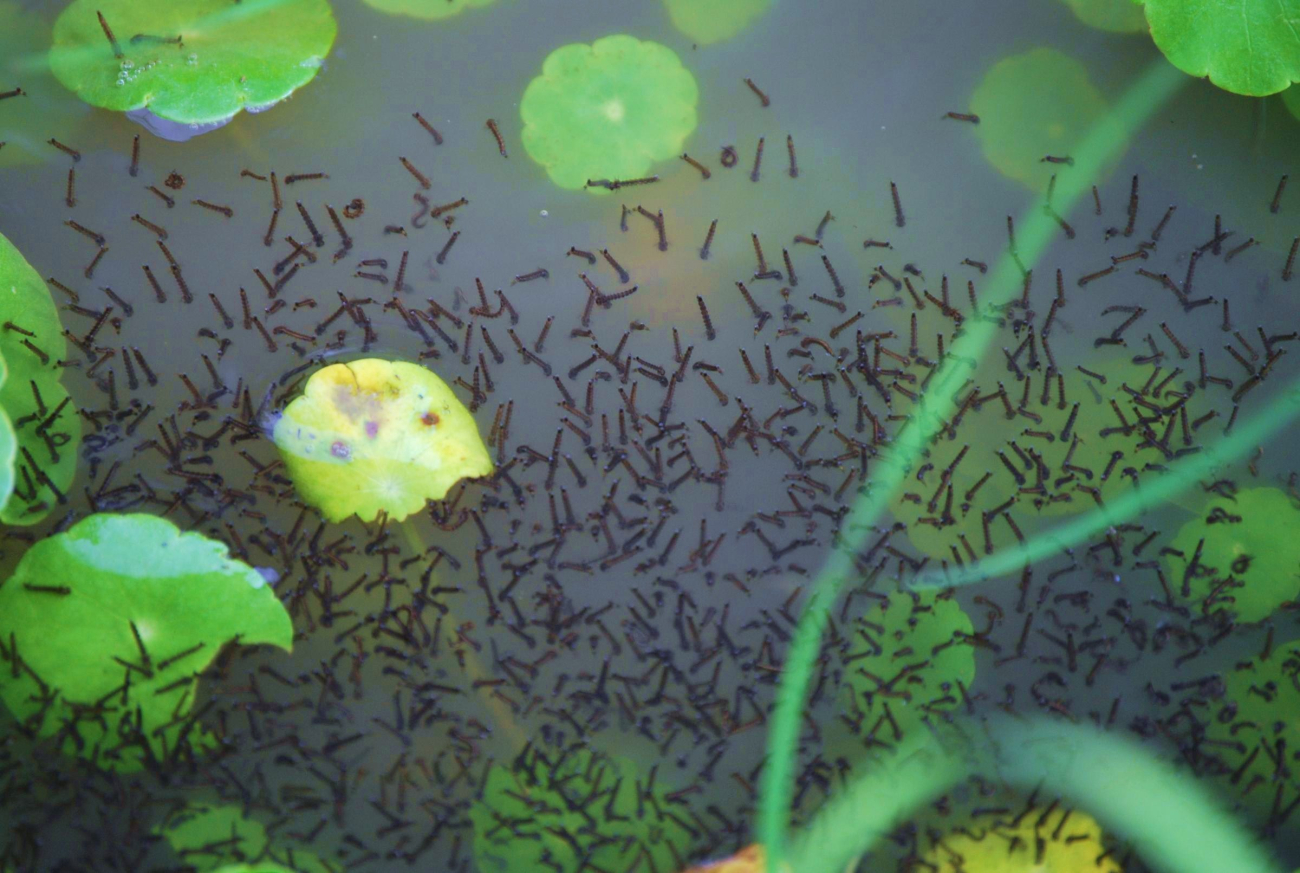 Mosquito larvae in a storm puddle (Image credit: Mary Hollinger) Mosquito larvae in a storm puddle