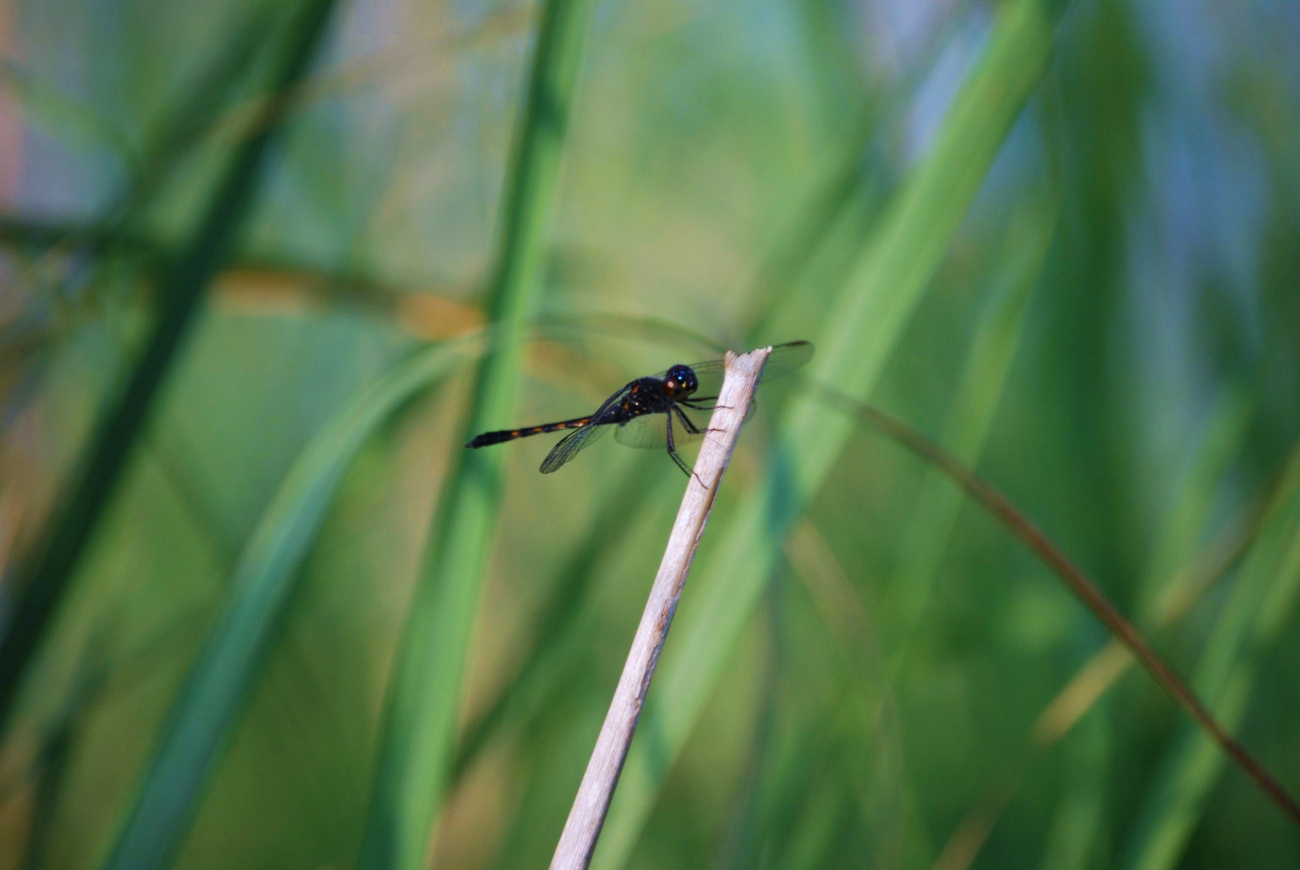 A damselfly at Parkers Creek (Image credit: Mary Hollinger) A damselfly at Parkers Creek