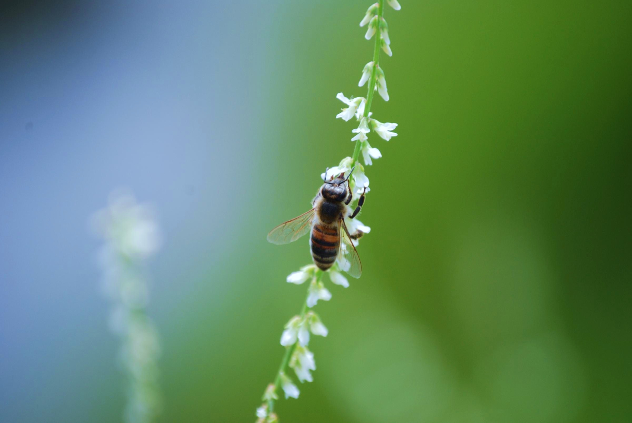 A honey bee in a Patuxent River marsh (Image credit: Mary Hollinger) A honey bee in a Patuxent River marsh