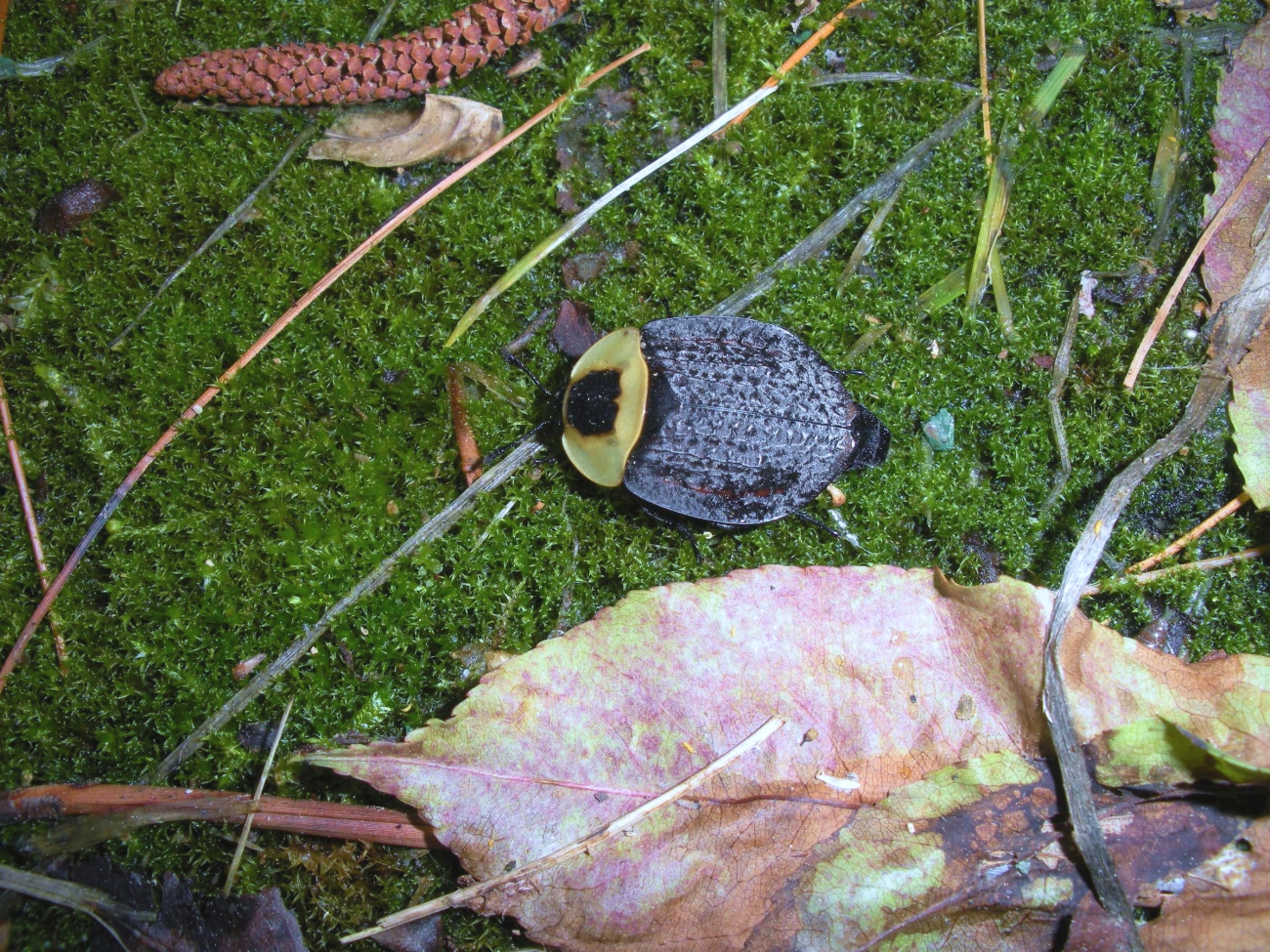 An American carrion beetle (Necrophilia americana) (Image credit: Mary Hollinger) An American carrion beetle (Necrophilia americana)