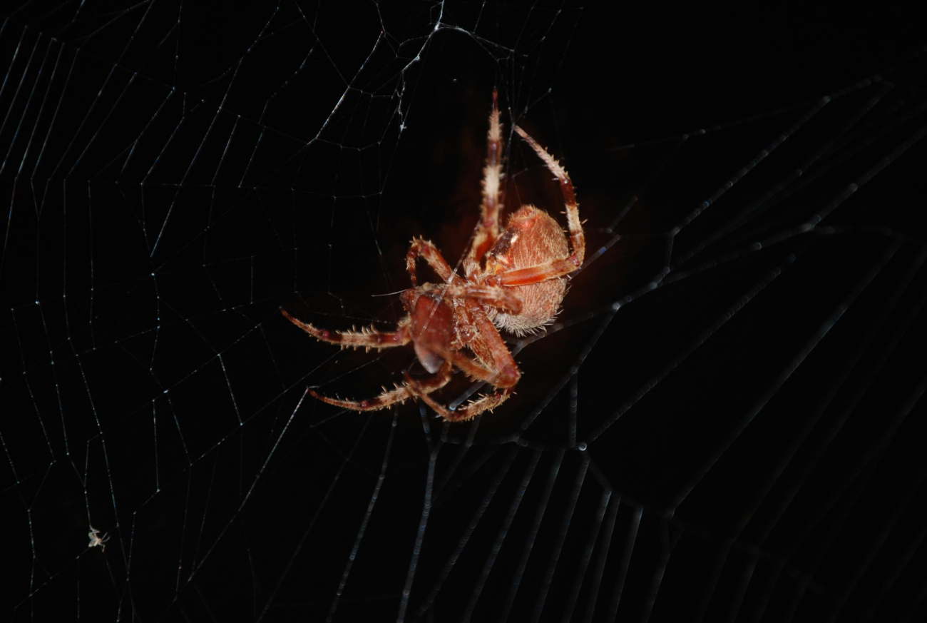 An orb spider (Image credit: Mary Hollinger) An orb spider