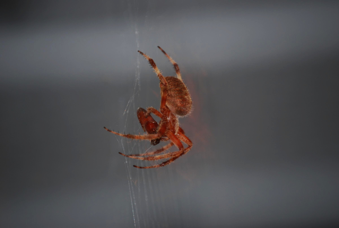 An orb spider with prey (Image credit: Mary Hollinger) An orb spider with prey
