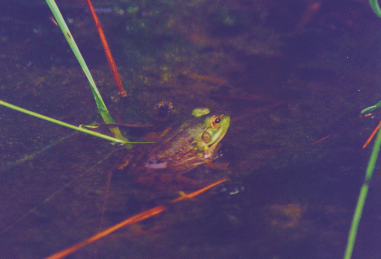 Frog peaking out of the marsh (Image credit: Mary Hollinger) Frog peaking out of the marsh