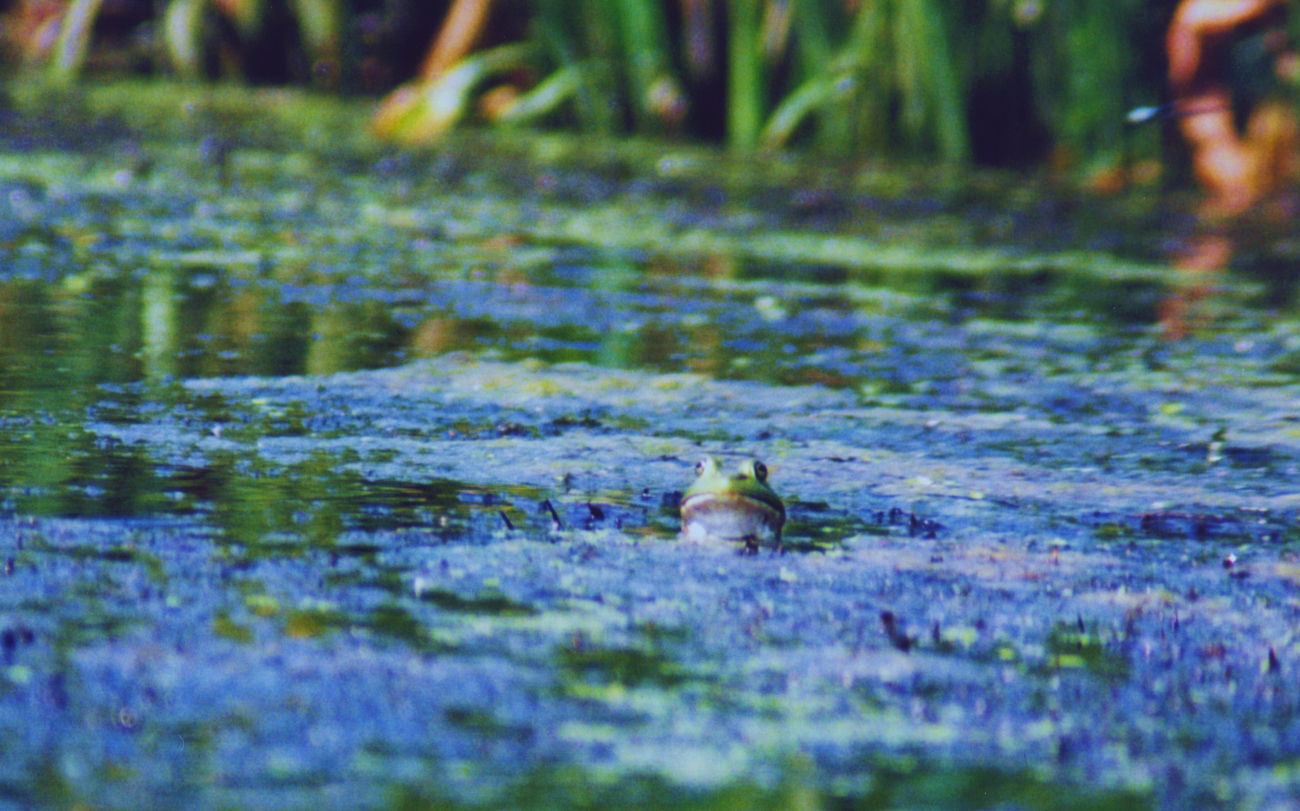 Frog in a Patuxent River marsh observing photographer (Image credit: Mary Hollinger) Frog in a Patuxent River marsh observing photographer