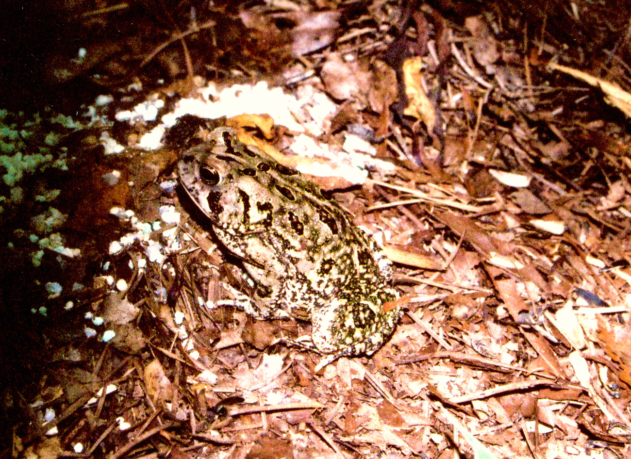 A large toad at night (Image credit: Mary Hollinger) A large toad at night
