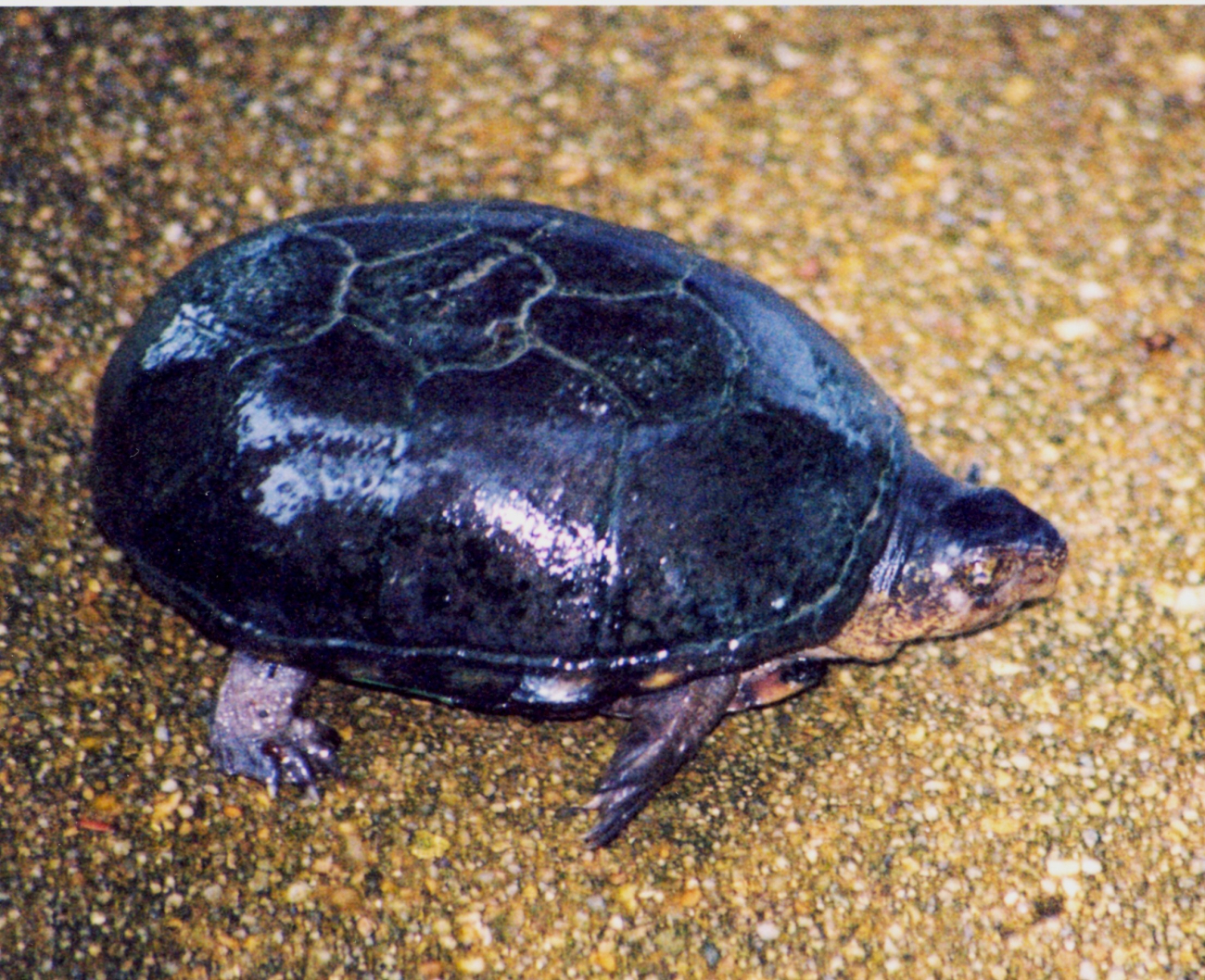 Mud turtle in a Patuxent River marsh (Image credit: Mary Hollinger) Mud turtle in a Patuxent River marsh