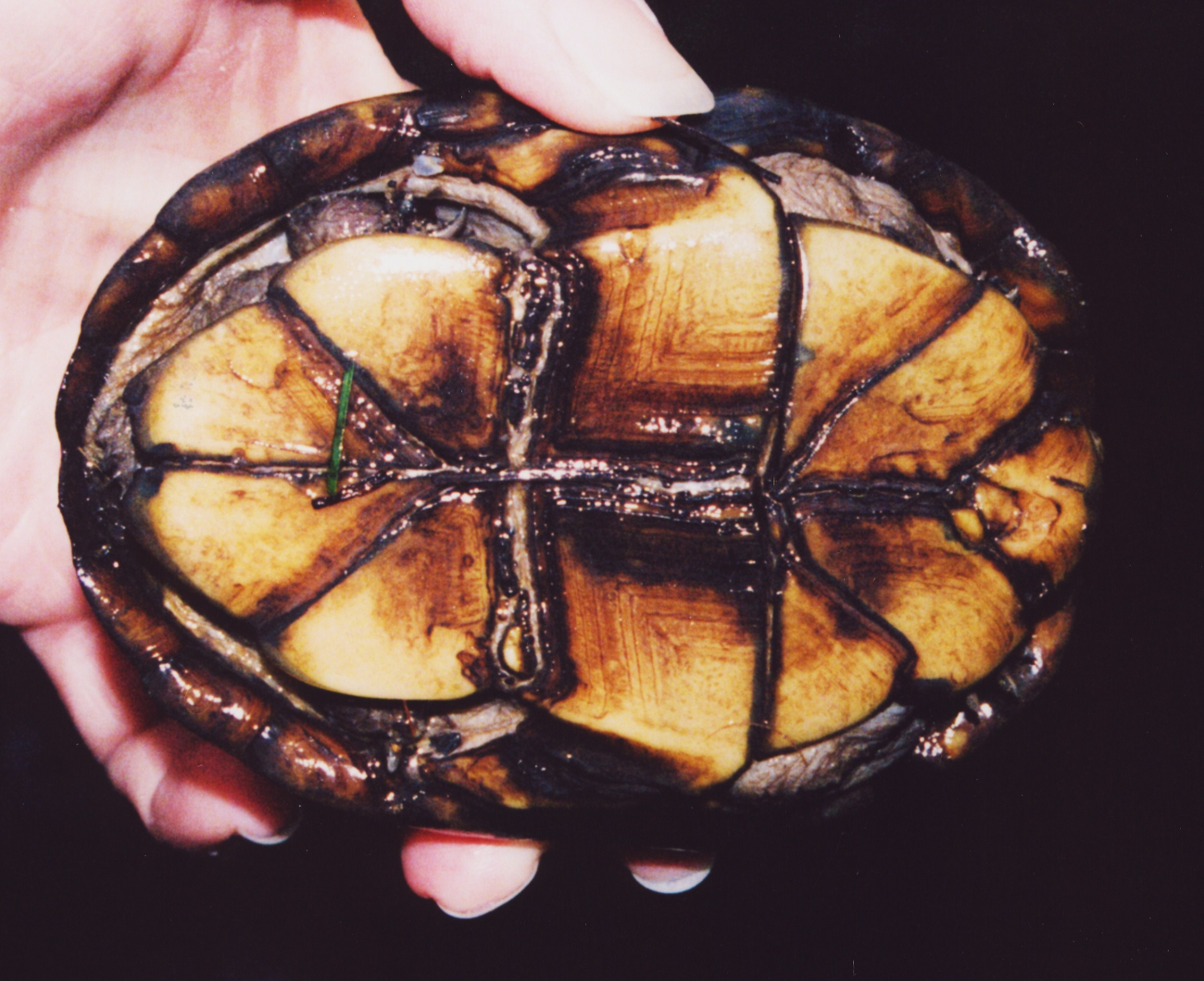 Mud turtle plastron (the underside, or belly area) (Image credit: Mary Hollinger) Mud turtle plastron (the underside, or belly area)