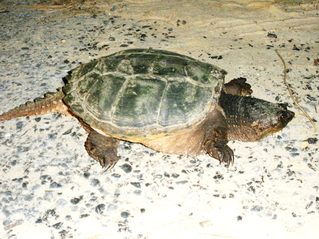 Snapping turtle - be careful with these critters, they can inflict serious bites (Image credit: Mary Hollinger) Snapping turtle - be careful with these critters, they can inflict serious bites