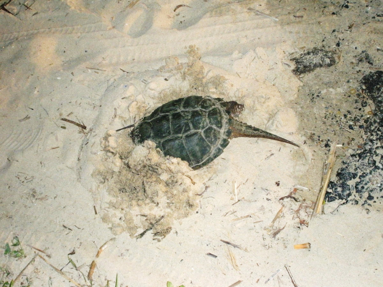 Snapping turtle taking refuge in a sandy beach (Image credit: Mary Hollinger) Snapping turtle taking refuge in a sandy beach