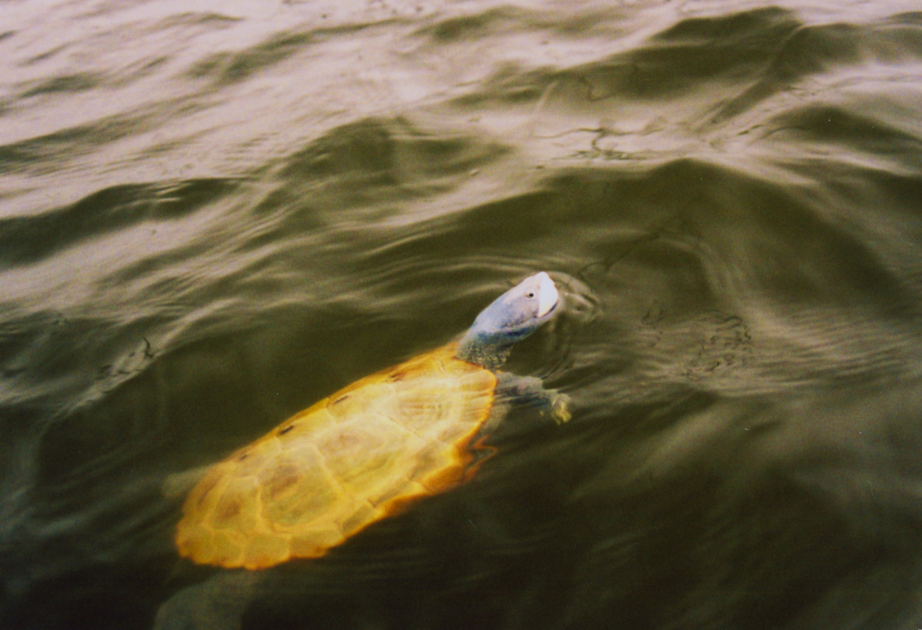 Terrapin swimming in the Patuxent River (Image credit: Mary Hollinger) Terrapin swimming in the Patuxent River