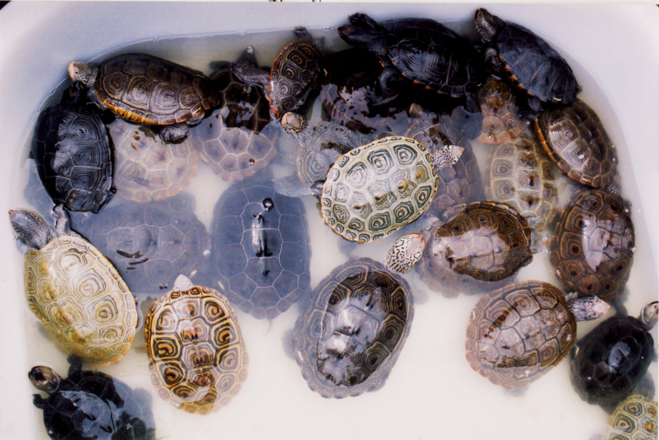 Tub of terrapins - a variety pack of colors, patterns, and sizes (Image credit: Mary Hollinger) Tub of terrapins - a variety pack of colors, patterns, and sizes