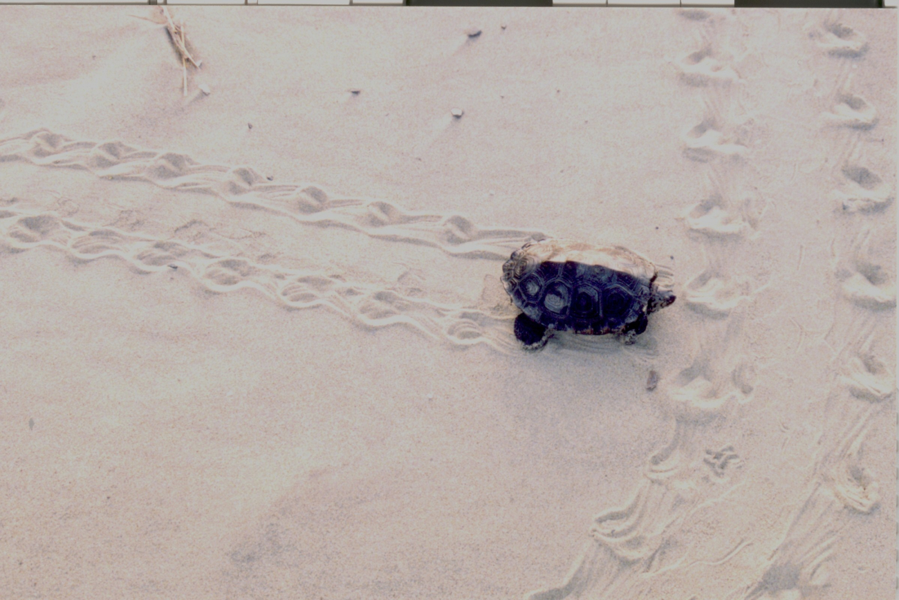 Terrapin making tracks in the sand (Image credit: Mary Hollinger) Terrapin making tracks in the sand