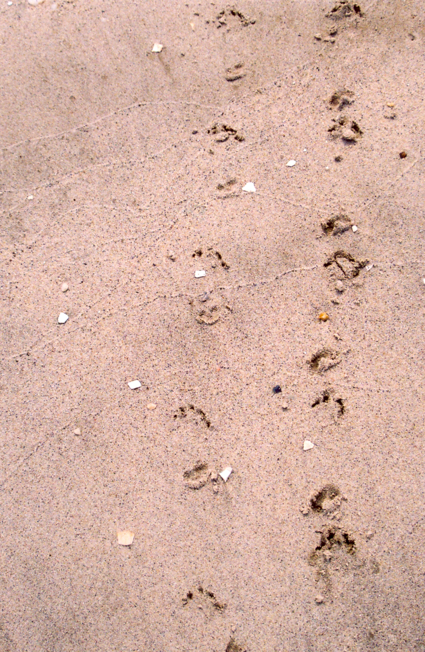 Terrapin tracks in wet sand (Image credit: Mary Hollinger) Terrapin tracks in wet sand