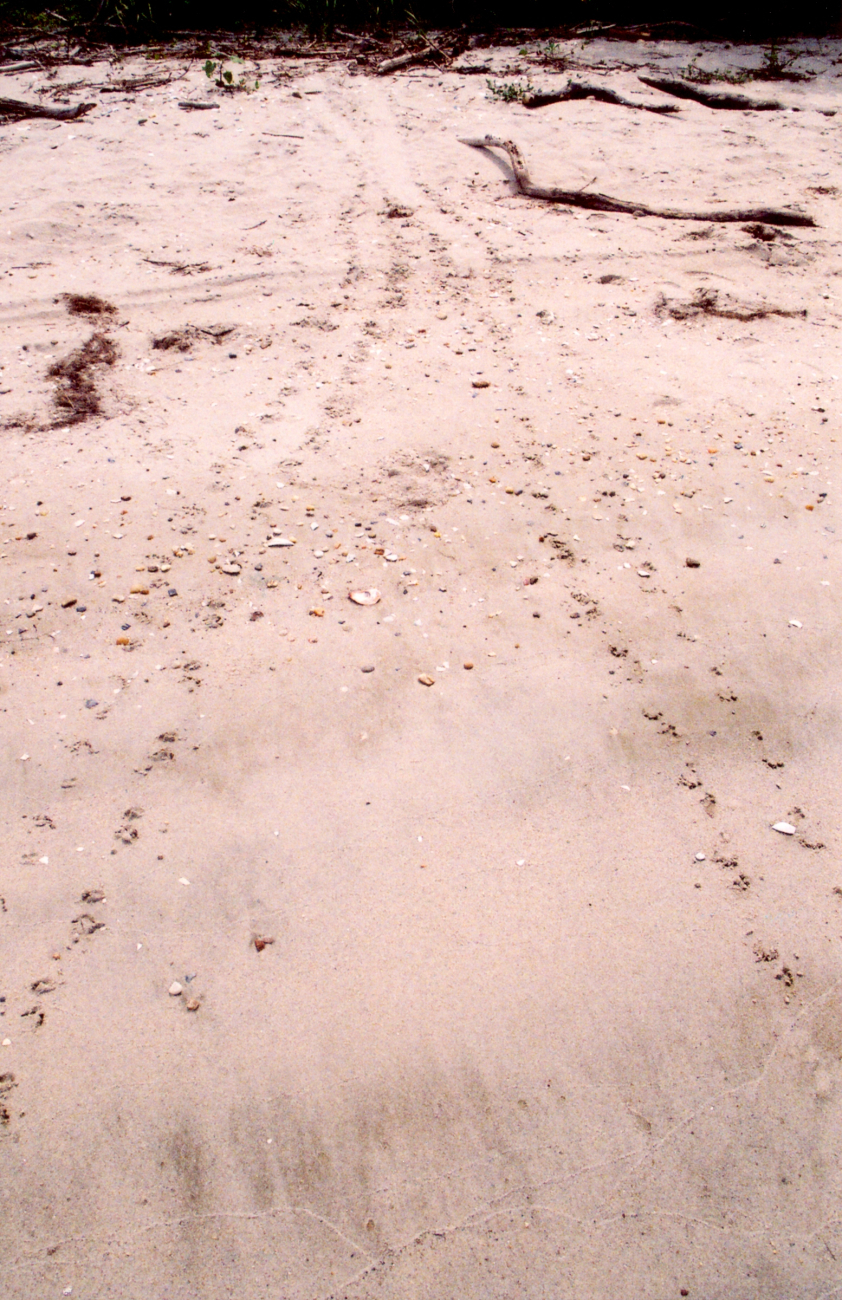 Terrapin tracks to a nesting site and back (Image credit: Mary Hollinger) Terrapin tracks to a nesting site and back