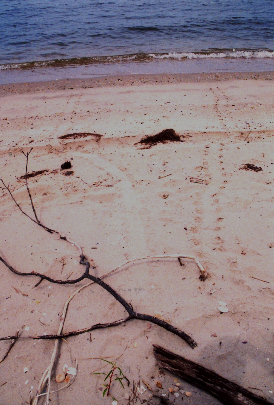 Terrapin tracks from a nesting site (Image credit: Mary Hollinger) Terrapin tracks from a nesting site