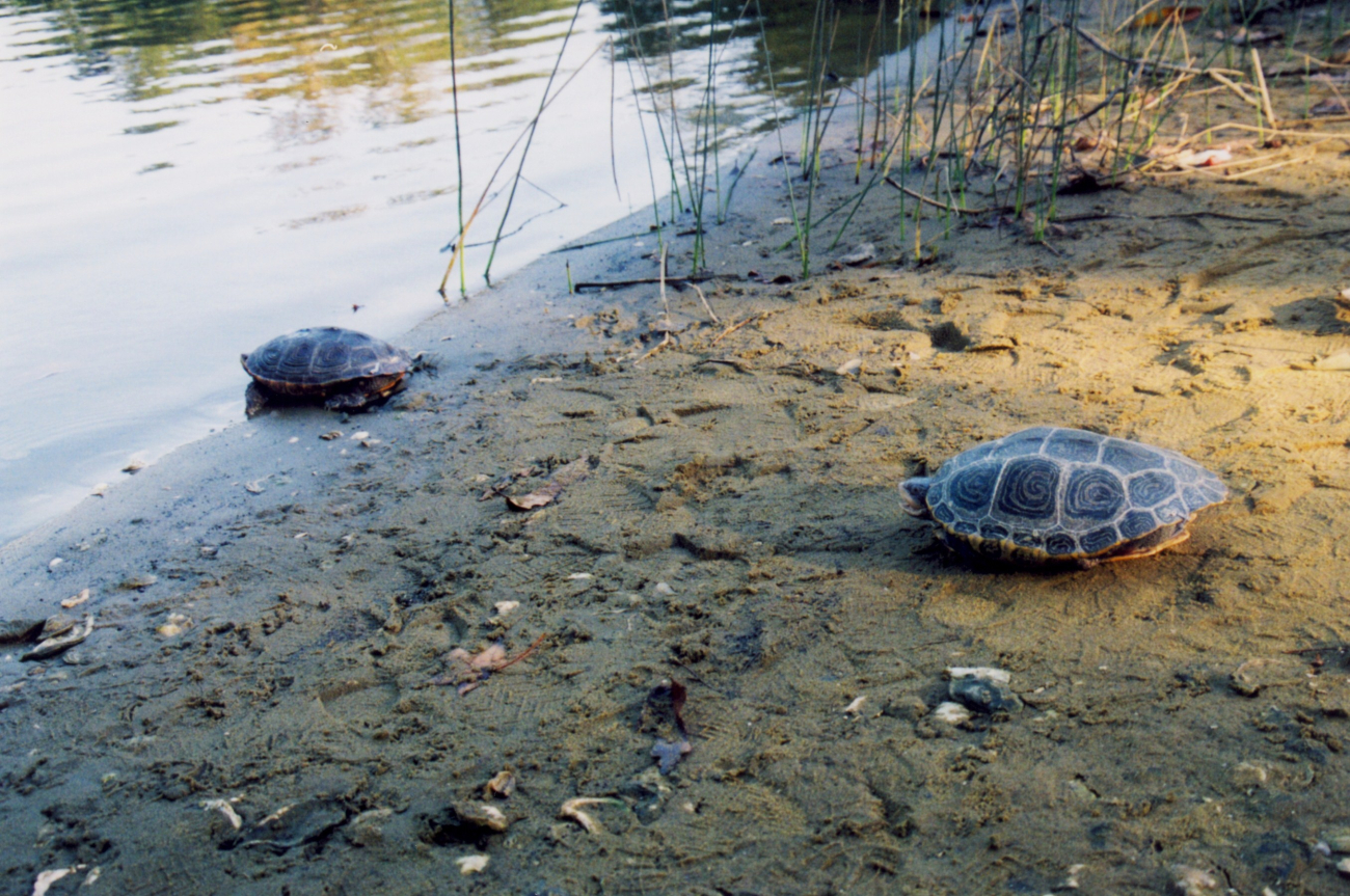 Terrapin on beach (Image credit: Mary Hollinger) Terrapin on beach