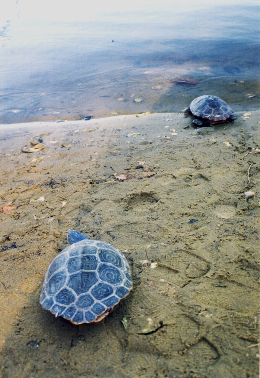 Terrapin on beach (Image credit: Mary Hollinger) Terrapin on beach
