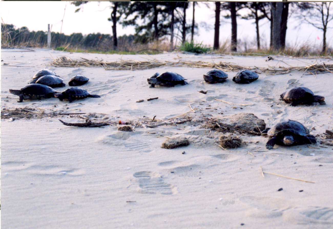Terrapin on beach (Image credit: Mary Hollinger) Terrapin on beach