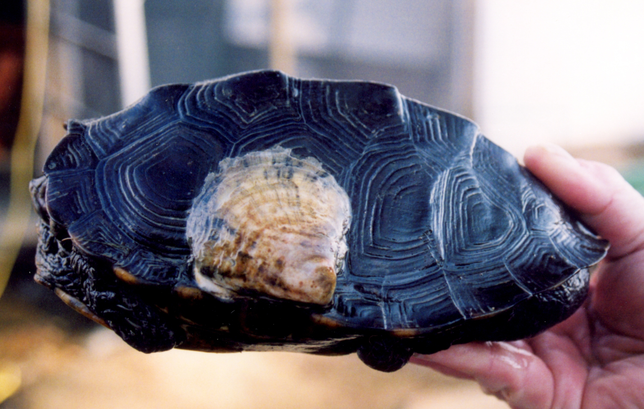 Commensalism - oyster on terrapin (Image credit: Mary Hollinger) Commensalism - oyster on terrapin